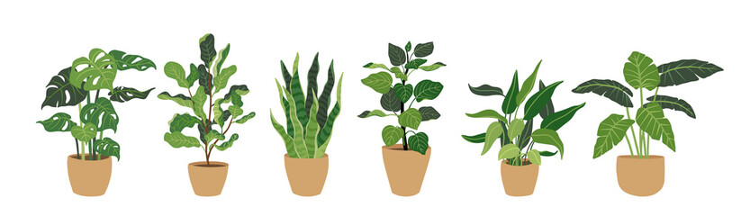 Collection Decorative green houseplants in pots, vector illustration.