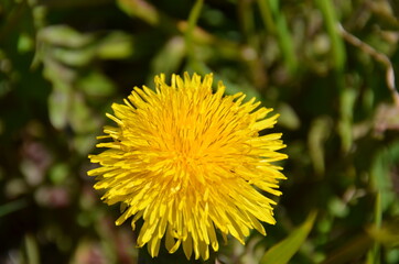 yellow flower