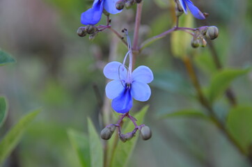 Fototapeta na wymiar Blue butterfly flower