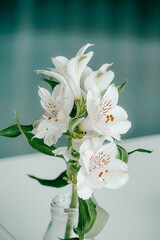 Beautiful white lilies in small, clear vase. Isolated on white table.