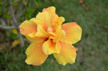 Fototapeta premium flower with dew drops