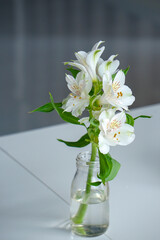 Beautiful white lilies in small, clear vase. Isolated on white table.