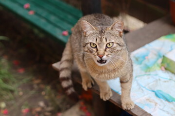 cat playing in the garden