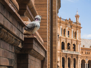 Pigeon perched on brick facade of Plaza España in Seville, Spain