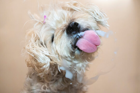 Perro lamiendo en cristal
