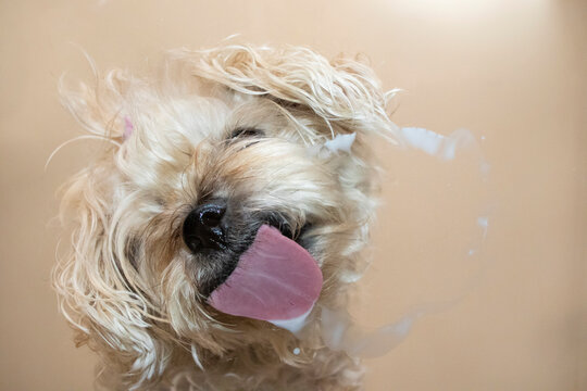 Perro lamiendo en cristal
