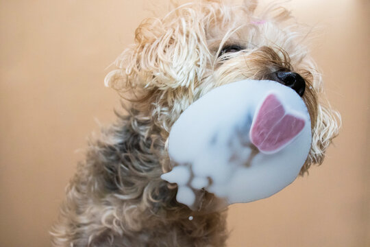 Perro lamiendo en cristal