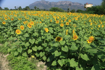 Fototapeta na wymiar sunflower field in the country
