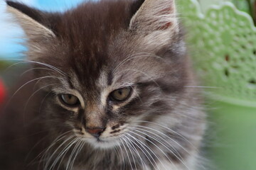 cat playing in the garden