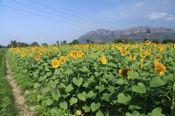 sunflower field with sky