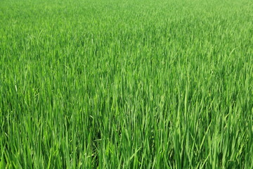 green wheat field