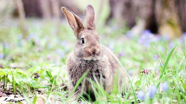 portrait of a cute fluffy brown rabbit with big ears, looking directly at the camera, green flower meadow in a spring forest with a beautiful blurred background and boke. Concept for spring holidays