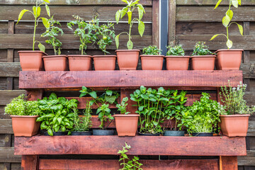 Vertical herb garden in pots. Home garden, herbs in outdoor backyard. Wooden crate with a variety...