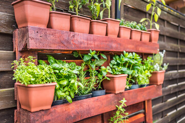 Vertical herb garden in pots. Home garden, herbs in outdoor backyard. Wooden crate with a variety of fresh green potted culinary herbs growing outdoors in a backyard garden
