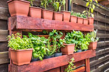 Vertical herb garden in pots. Home garden, herbs in outdoor backyard. Wooden crate with a variety...