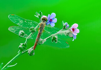 Macro shots, Beautiful nature scene dragonfly.   