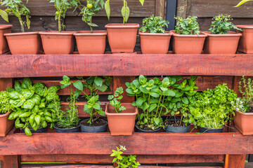 Vertical herb garden in pots. Home garden, herbs in outdoor backyard. Wooden crate with a variety of fresh green potted culinary herbs growing outdoors in a backyard garden
