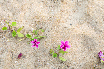 flowers on the sand