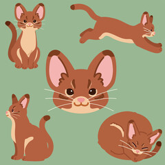 Simple and adorable illustrations of Abyssinian cat flat colored