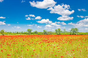 Fototapeta na wymiar Romantic red poppy field landscape. Beautiful landscape under blue cloudy sky in spring summer. Wonderful outdoor nature background. Idyllic view, meadow flowers. Happy blooming floral view