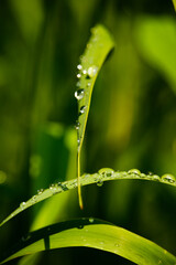 Dew on the green grass