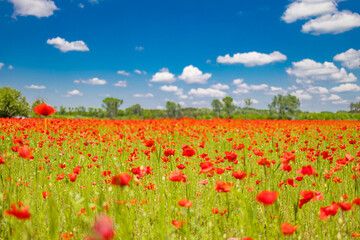 Romantic red poppy field landscape. Beautiful landscape under blue cloudy sky in spring summer. Wonderful outdoor nature background. Idyllic view, meadow flowers. Happy blooming floral view