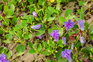 close up of morning glory