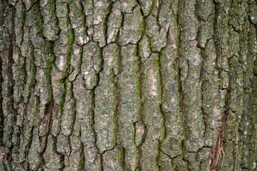 deciduous tree bark background