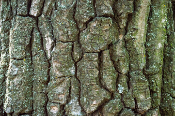 deciduous tree bark background