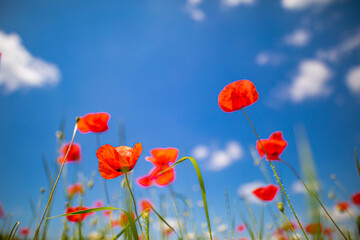 Beautiful summer meadow nature. Spring and summer poppy flowers under blue sky and sunlight. Happy summer red poppy flowers wide angle panoramic view. Beauty in nature. Romantic love nature landscape