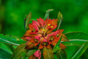 Euphorbia Griffithii