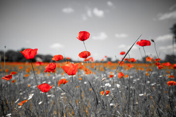 Selective color beautiful poppies on black and white background. Red poppies against black and white background, artistic love romance floral background