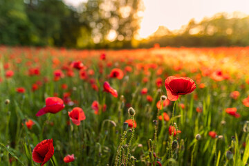Close-up of red poppy flowering plants on field. Summer floral background, sunrise, sunset dream nature view. Blurred forest field. Relaxing idyllic romantic nature flowers. Inspirational natural view