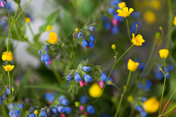 Blue, pink and yellow wildflowers called virginia bluebells and buttercups