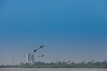 Fototapeta na wymiar migrating flamingoes