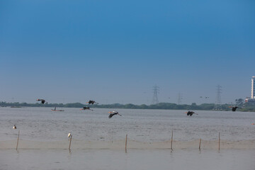 migrating flamingoes