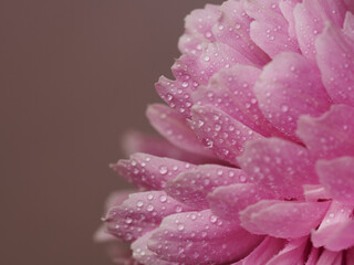 Floral background of peonies with drops