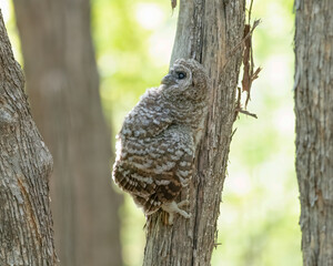 Obraz premium Recently fledged baby barred owlet resting partway up a tree trunk in Canada