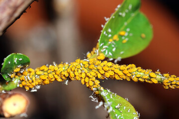 Gelbe Blattläuse