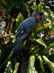 Black parrot Palm Cockatoo sitting in the jungle of Bali, Indonesia