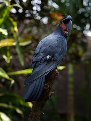 Black parrot Palm Cockatoo sitting in the jungle of Bali, Indonesia