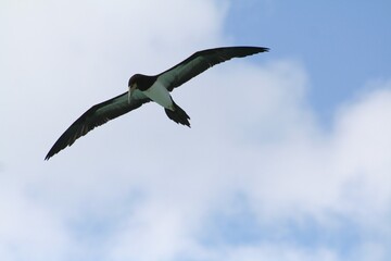 Seagull Looking for some Food