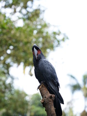 Black parrot Palm Cockatoo sitting in the jungle of Bali, Indonesia