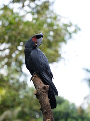 Black parrot Palm Cockatoo sitting in the jungle of Bali, Indonesia