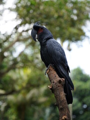 Black parrot Palm Cockatoo sitting in the jungle of Bali, Indonesia