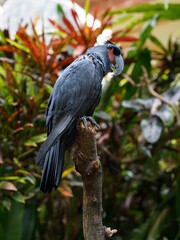 Black parrot Palm Cockatoo sitting in the jungle of Bali, Indonesia