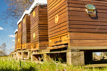 The bee hives with flying bees in spring nature with sunlight