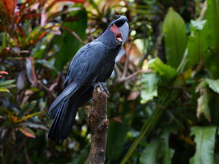 Black parrot Palm Cockatoo sitting in the jungle of Bali, Indonesia