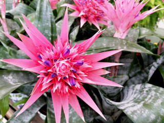 Aechmea fasciata beautiful pink flower close-up stock images. Bromeliad Primera flower detail stock photo. Exotic flowering pink houseplant detail stock images - Powered by Adobe