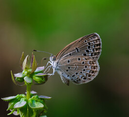 butterfly on a leaf